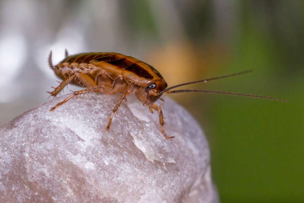 Cockroach Control