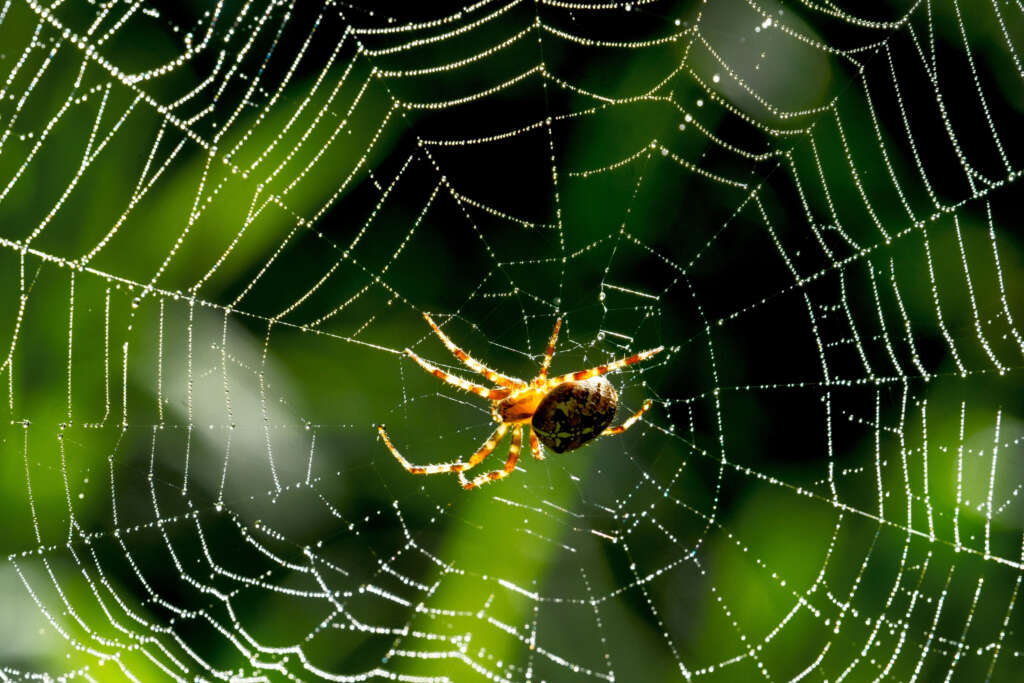 Spider Control